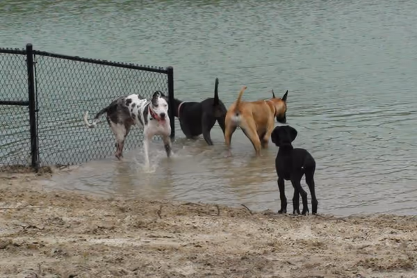 Southside Dog Park photo 1